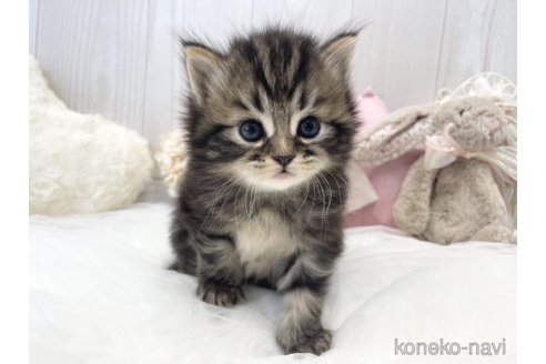 成約済の大阪府のサイベリアン-66610の10枚目